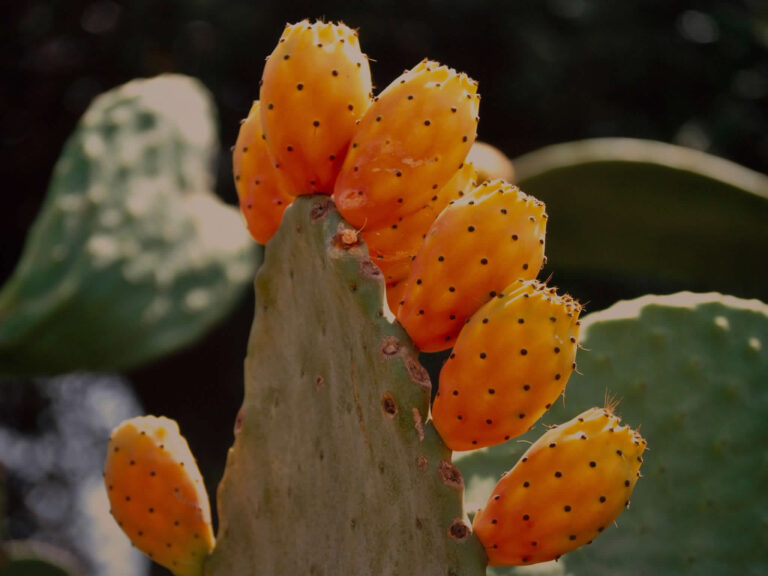 Corte dell'Idume appartamento per 5 persone nel centro di Lecce