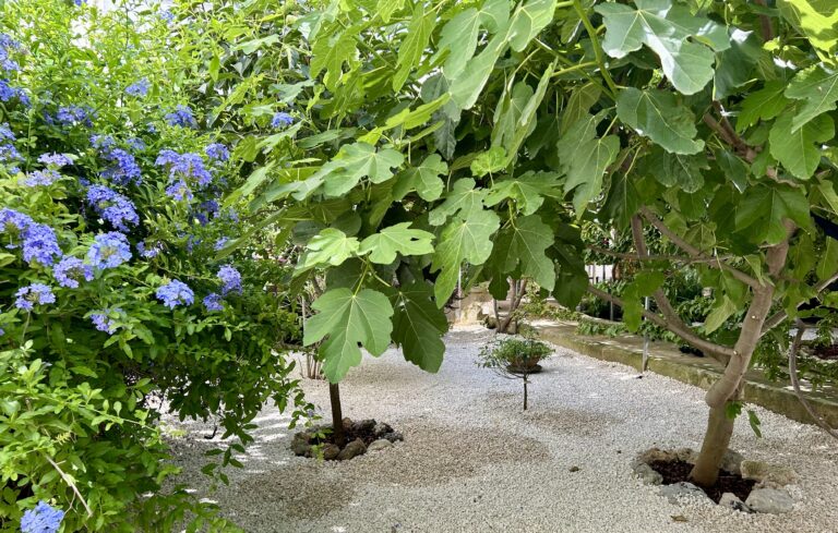 GIARDINO LILLA 768x489