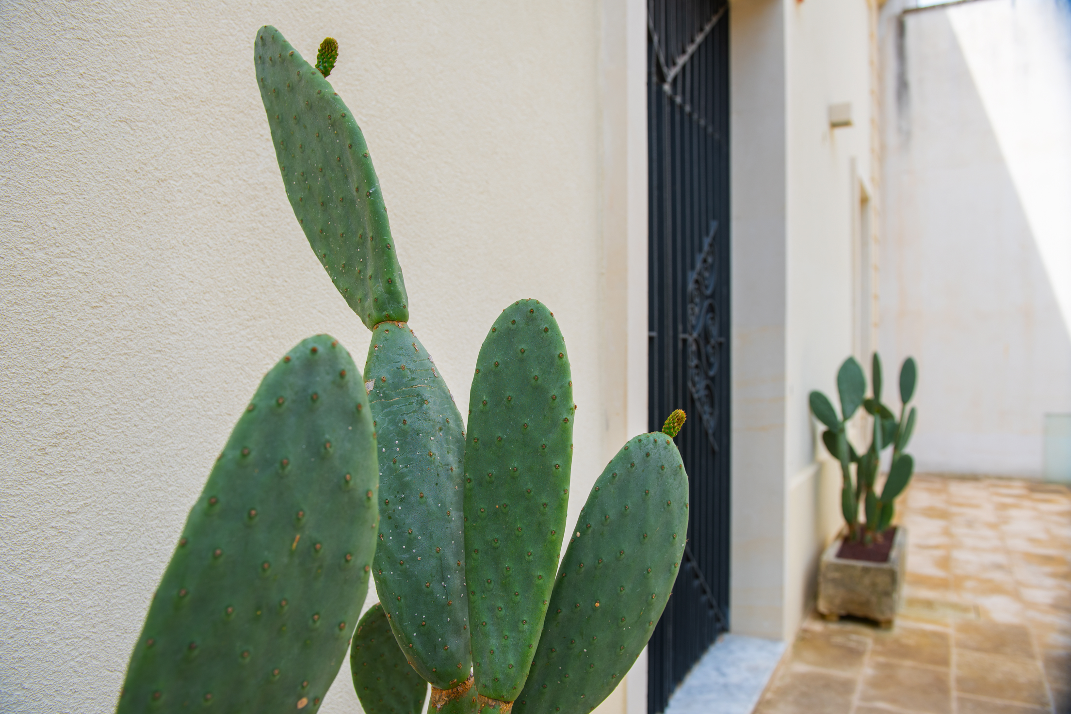 PROSPETTO DETTAGLIO FICHI DINDIA